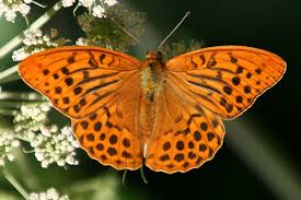 Attēlu rezultāti vaicājumam “Argynnis laodice male”