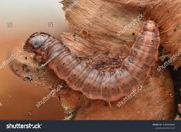 Attēlu rezultāti vaicājumam “Dioryctria abietella”