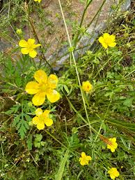 Attēlu rezultāti vaicājumam “Ranunculus repens flower”