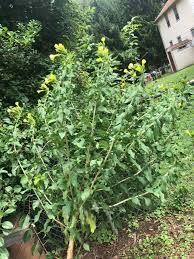 Attēlu rezultāti vaicājumam “Podostroma leucopus”