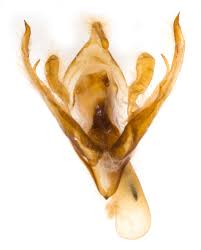 Attēlu rezultāti vaicājumam “Conistra rubiginea”