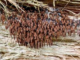 Attēlu rezultāti vaicājumam “Comatricha alta stalked”