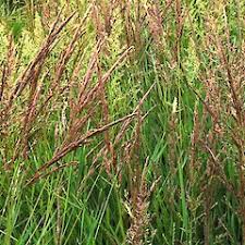 Attēlu rezultāti vaicājumam “Agrostis stolonifera subsp. straminea”