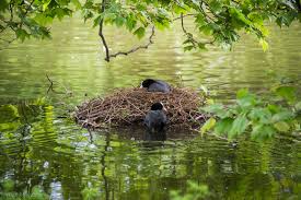 Attēlu rezultāti vaicājumam “Fulica atra nest”