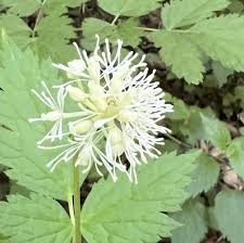Attēlu rezultāti vaicājumam “Actaea spicata flower”