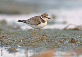 Attēlu rezultāti vaicājumam “Charadrius dubius”