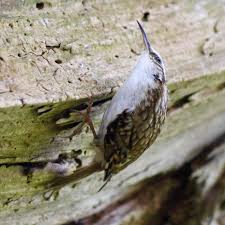 Attēlu rezultāti vaicājumam “Certhia familiaris adult”