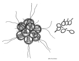 Attēlu rezultāti vaicājumam “Pohlia sphagnicola”