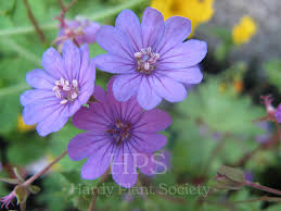 Attēlu rezultāti vaicājumam “Geranium pyrenaicum”
