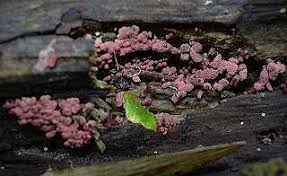 Attēlu rezultāti vaicājumam “Arcyria incarnata spores”