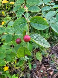 Attēlu rezultāti vaicājumam “Diplolepis eglanteriae”