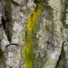 Attēlu rezultāti vaicājumam “Chrysothrix candelaris”