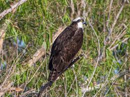 Image result for Pandion haliaetus