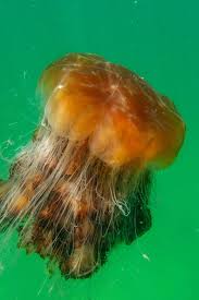 Image result for Cyanea capillata