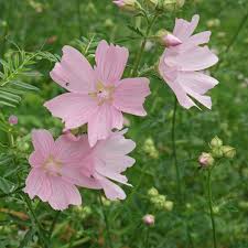 Image result for Malva alcea