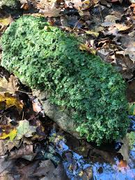 Attēlu rezultāti vaicājumam “Lophocolea minor”