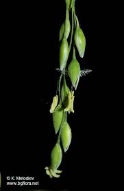 Attēlu rezultāti vaicājumam “Milium effusum flower”