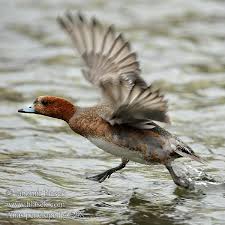 Attēlu rezultāti vaicājumam “Anas penelope”