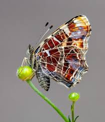 Attēlu rezultāti vaicājumam “Coenonympha hero underside”