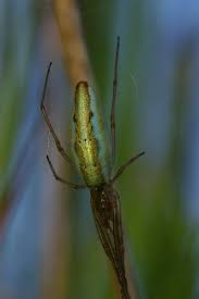 Attēlu rezultāti vaicājumam “Tetragnatha extensa”