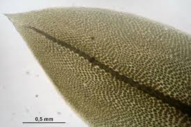 Attēlu rezultāti vaicājumam “Bryum weigelii”