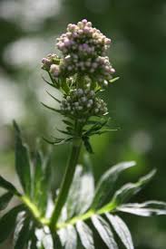 Attēlu rezultāti vaicājumam “Valeriana officinalis bud”
