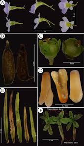 Attēlu rezultāti vaicājumam “Pinguicula vulgaris fruit”