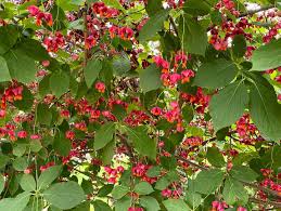Attēlu rezultāti vaicājumam “Euonymus verrucosus”