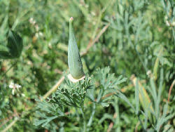Attēlu rezultāti vaicājumam “Eschscholzia californica fruit”