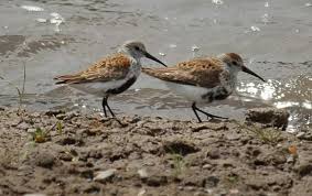 Attēlu rezultāti vaicājumam “Calidris alpina adult”