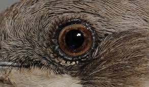 Attēlu rezultāti vaicājumam “Sylvia curruca adult”