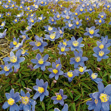 Image result for Buschwindröschen