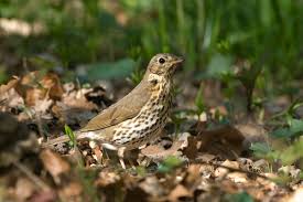 Attēlu rezultāti vaicājumam “Turdus philomelos adult”