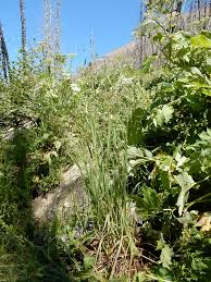 Attēlu rezultāti vaicājumam “Cinna latifolia”