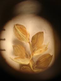 Attēlu rezultāti vaicājumam “Carex arenaria  fruit”