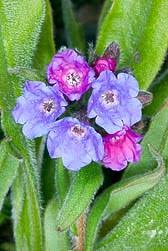 Attēlu rezultāti vaicājumam “Pulmonaria angustifolia”