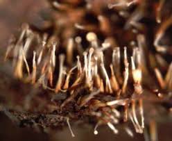 Attēlu rezultāti vaicājumam “Coniophora puteana”