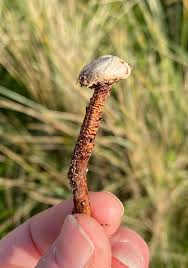 Attēlu rezultāti vaicājumam “Amaurochaete fusiformis spores”