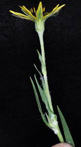 Attēlu rezultāti vaicājumam “Tragopogon pratensis subsp. pratensis leaf”