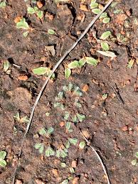 Attēlu rezultāti vaicājumam “Jungermannia hyalina cells”