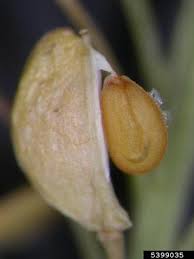 Attēlu rezultāti vaicājumam “Lepidium densiflorum bud”