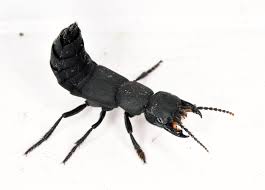 Billedresultat for rovbille