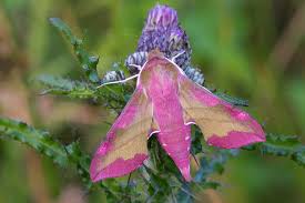 Attēlu rezultāti vaicājumam “Deilephila porcellus”