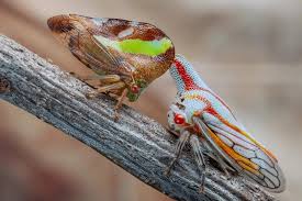 Attēlu rezultāti vaicājumam “Ophiotheca chrysosperma macro”