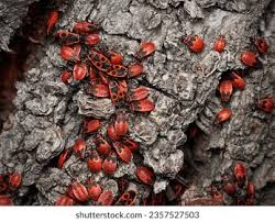 Attēlu rezultāti vaicājumam “Pyrrhocoris apterus nymph”