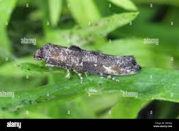 Attēlu rezultāti vaicājumam “Epermeniidae”