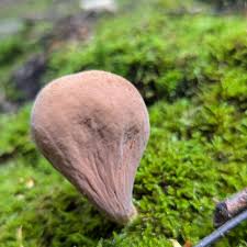 Attēlu rezultāti vaicājumam “Neocudoniella albiceps”