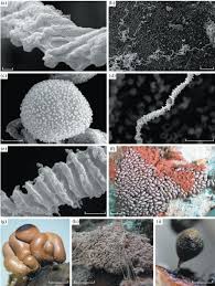 Attēlu rezultāti vaicājumam “Arcyria imperialis stalked”