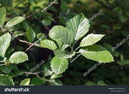 Attēlu rezultāti vaicājumam “Sorbus intermedia leaf”