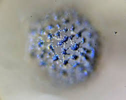 Attēlu rezultāti vaicājumam “Cribraria tenella”